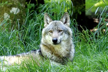 loup