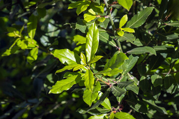 laurel tree. branches and new, fresh leaves.