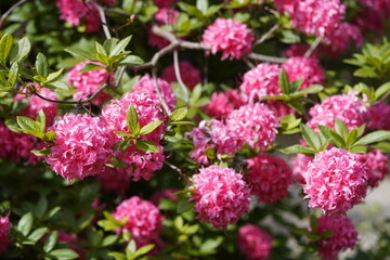 Rhododendron  - Hybrid, Homebush, Ericaceae family. Hanover – Berggarten, Germany.