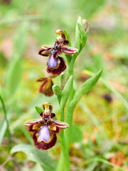 Ophrys tenthredinifera. Sawfly Orchid