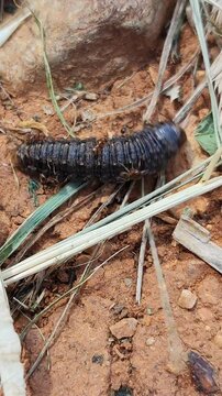 Agrotis ipsilon. Hormigas rojas atacando el gusano cortador. 