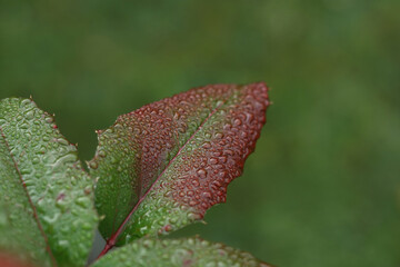 Macro close-up of a dew-covered rose leaf with red-green tones and sharp texture. Natural light highlights the glossy surface.