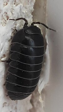 Armadillidium vulgare. Oniscidea. Bicho bola. Cochinilla de humedad. Chanchito de terra. 