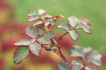 Macro view of rose bush leaves covered with raindrops. Green and red spring foliage with glossy texture.