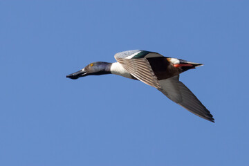 Northern Shoveler