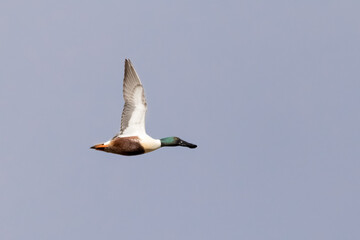 Northern Shoveler