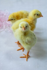 baby chicken on a farm