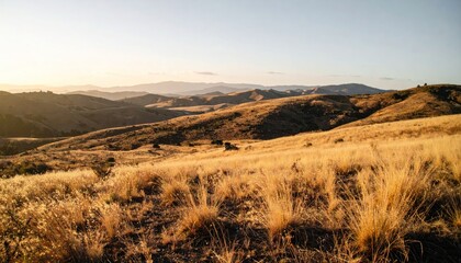 Hilly golden field landscape at dusk. distant mountains