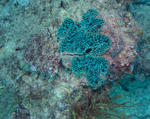 Looking straight down on a feeding Giant Clam, Ningaloo Coral Reef, Western Australia, Australia
