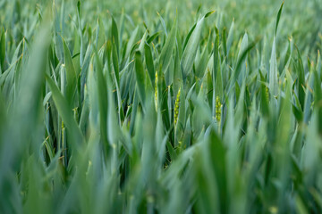 Green wheat field backdrop background macro with fresh farm plants 3