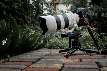 Setting up a camera for photographing plants