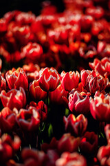 Close-Up of Red Tulips Glowing in Sunlight