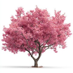Obraz premium Beautiful Pink Cherry Blossom Tree Isolated on White Background Perfect for Spring Designs and Nature Projects