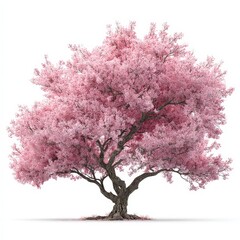 Obraz premium Beautiful Pink Cherry Blossom Tree Isolated on White Background Perfect for Spring Designs and Nature Projects