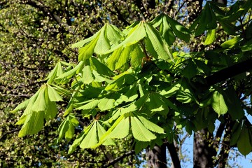 green leaves of chestnut tree at spring in park