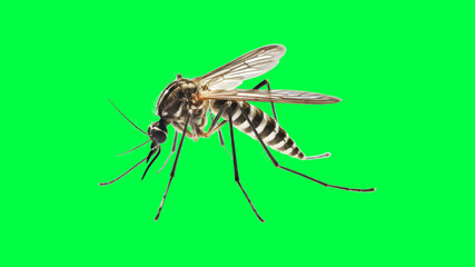 Fototapeta premium Mosquito isolated vibrant green background