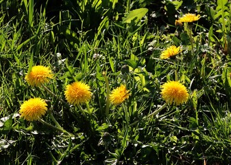 yellow flowers of dandelion wild plant close up