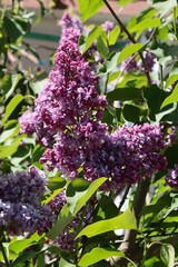 lila flowers of lilac bush at spring