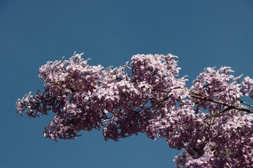 lila flowers of lilac bush at spring