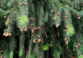 twigs of spruce tree at spring close up