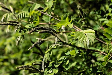 flower buds  of Amorpha fruticosa bush at spring close up 