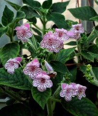 white and purple spotty flowers of  KOhleria plant