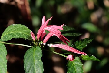 red flowers and green foliage of Eiaeis Guineensis plant -Arecaeceae Family