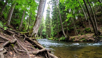 Obraz premium Serene river flows through lush, vibrant forest with exposed tree roots