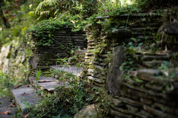 Ancient stone steps in a lush tropical garden overgrown with moss and wild plants. A serene and natural path blending into a quiet forest setting