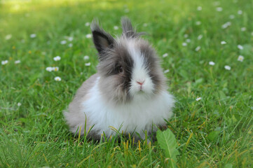 Cute angora decorative rabbit pet with fluffy gray and white fur and black ears sits in green grass with wild daisies. Closeup rabbit on spring meadow.