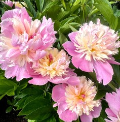 Obraz premium pink and white poeny