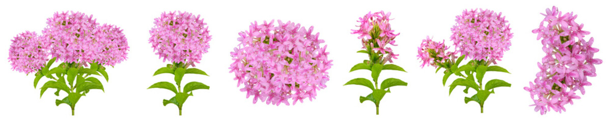 Pink Blossoms: A vibrant series of delicate pink blossoms, each petal exuding elegance and purity. This is a vibrant collection that showcase floral beauty and the freshness of Spring