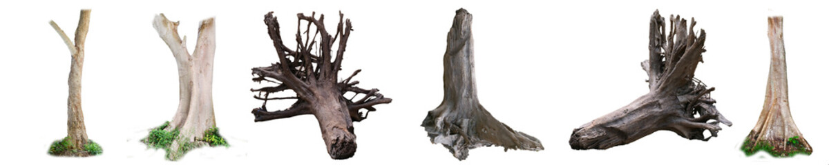 Tree Stump Collection: A diverse collection of tree stumps, showcasing various shapes, sizes, and textures, perfect for design and artistic projects.