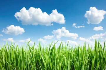 Bright Sky Over Field of Green Grass