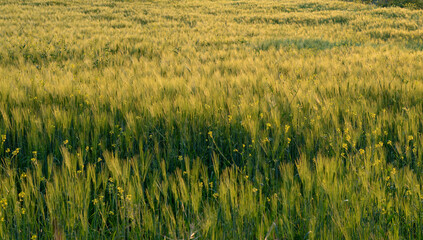 Green Field of Young Wheat in Sunset Light.Natural Background