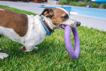 Determined Jack Russell Terrier holds a purple ring toy in its mouth while standing on green grass near a backyard pool.