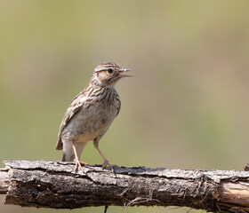 Woodlark, Lullula arborea. A bird sits on a branch and sings, calling