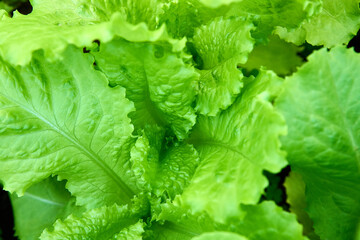 Close-up of fresh green lettuce leaves with vibrant texture and natural daylight. Concept of organic farming, healthy eating, and plant-based nutrition.