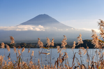 Mount Fuji rises above Lake Kawaguchi, bathed in warm autumn sunset light. Golden reeds sway in the...