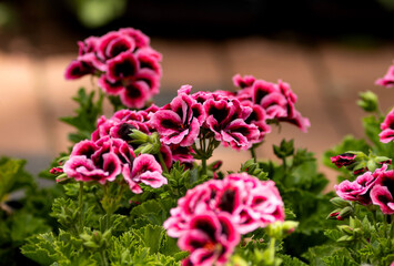Nice Pelargonium flowers growing in garden