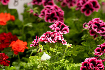 Nice Pelargonium flowers growing in garden
