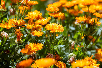 Orange flowers calendula in field.
