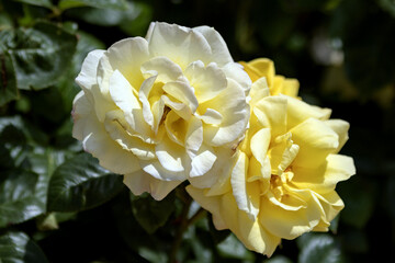 Delicate white and yellow rose flowers in the garden
