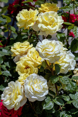 Delicate white and yellow rose flowers in the garden
