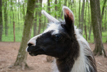 Obraz premium Black and white lama posing like a human