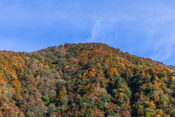 Autumn forest covering a winding mountain slope in Japan with vivid foliage in orange, red and yellow tones under a clear blue sky