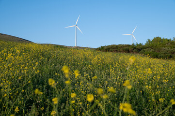 Rural Landscape with Wind Turbines, Green Hills, and Fields in Abruzzo on a Sunny Day