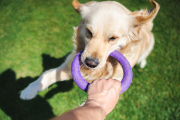 Golden Retriever dog enthusiastically playing tug-of-war with owner using a purple ring toy...