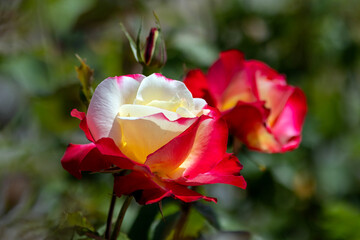 Bright two-colored flowers roses in the garden on a blurred background
