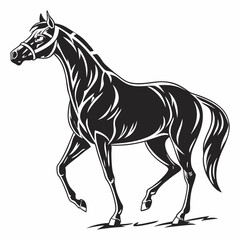 black horse isolated on white